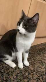 Stolen Cat
