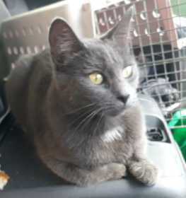 Stolen Cat