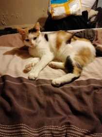 Stolen Cat
