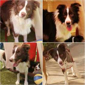 Stolen Dog