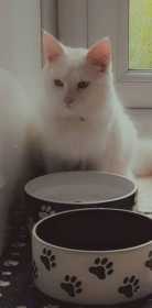 Stolen Cat
