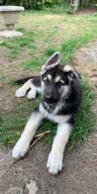 Stolen Dog