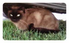 Stolen Cat