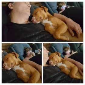 Stolen Dog