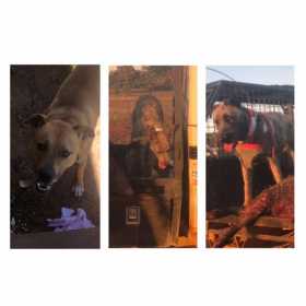 Stolen Dog