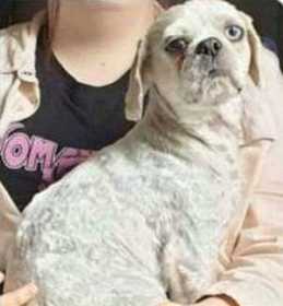 Stolen Dog