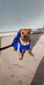 Stolen Dog