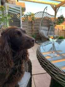 Stolen Dog