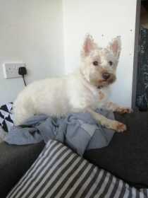 Stolen Dog