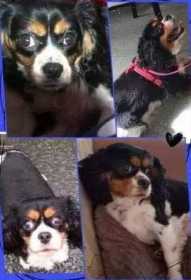 Stolen Dog