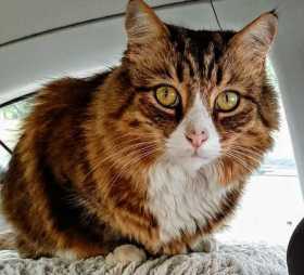 Stolen Cat