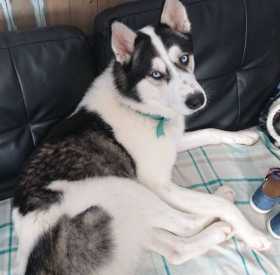 Stolen Dog