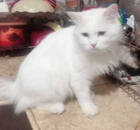 Stolen Cat