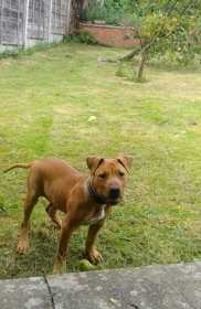 Stolen Dog