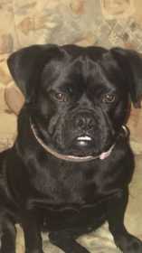 Stolen Dog