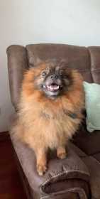Stolen Dog