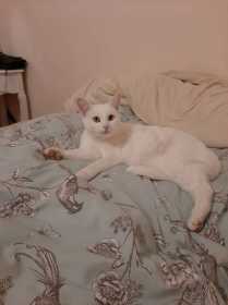 Stolen Cat