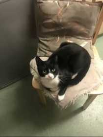 Stolen Cat
