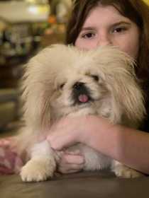 Stolen Dog
