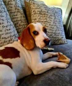Stolen Dog