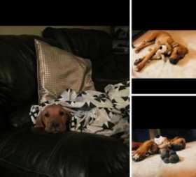 Stolen Dog