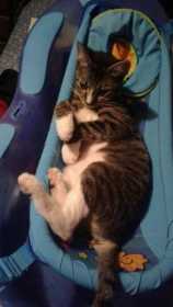 Stolen Cat