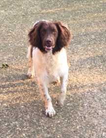 Stolen Dog