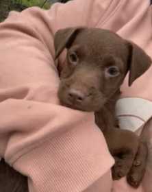 Stolen Dog
