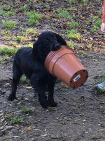 Stolen Dog