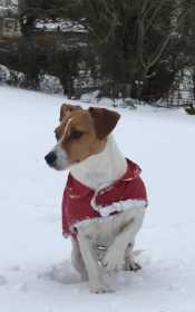 Stolen Dog