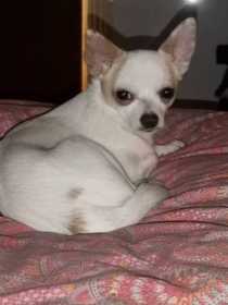 Stolen Dog
