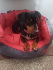 Stolen Dog
