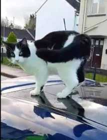 Stolen Cat
