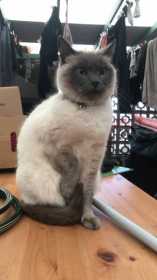 Stolen Cat