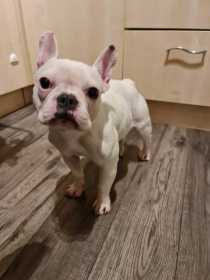Stolen Dog
