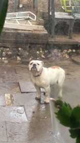 Stolen Dog