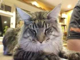Stolen Cat