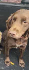 Stolen Dog