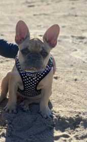 Stolen Dog