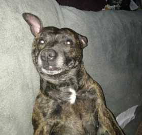 Stolen Dog