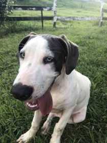 Stolen Dog