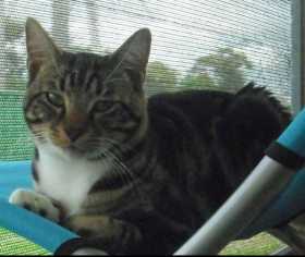 Stolen Cat