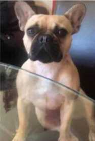Stolen Dog
