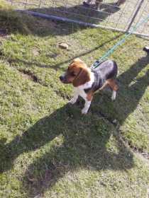 Stolen Dog