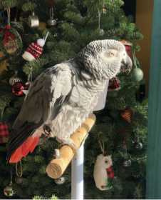 Stolen African Grey