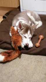Stolen Dog