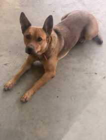 Stolen Dog