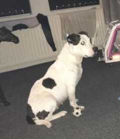 Stolen Dog