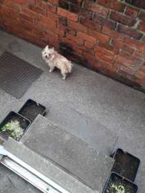 Stolen Dog
