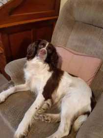 Stolen Dog